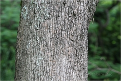 Jacaranda mimosifolia